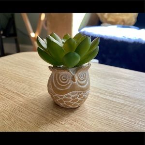 ✨ Owl Succulent Desk Decor ✨
